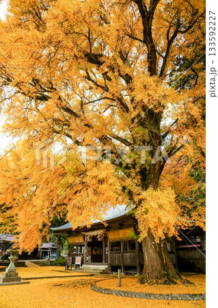樹齢650年を超える見事な黄葉のイチョウから見る本殿 黄色い絨毯を添えて 岡山県真庭市「福田神社」 樹齢650年を超える見事な黄葉のイチョウから見る本殿 黄色い絨毯を添えて 岡山県真庭市「福田神社」 133592227