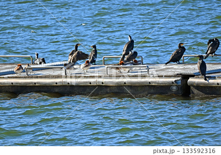 桟橋に集まるカワウとカモの群れ 桟橋に集まるカワウとカモの群れ 133592316