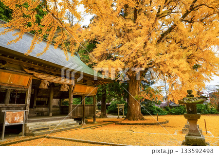 樹齢650年を超える見事な黄葉のイチョウから見る本殿 黄色い絨毯を添えて 岡山県真庭市「福田神社」 樹齢650年を超える見事な黄葉のイチョウから見る本殿 黄色い絨毯を添えて 岡山県真庭市「福田神社」 133592498