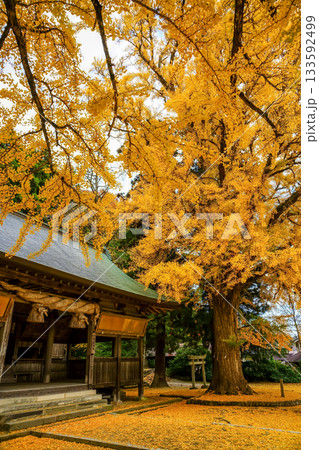 樹齢650年を超える見事な黄葉のイチョウから見る本殿　黄色い絨毯を添えて　岡山県真庭市「福田神社」 133592499
