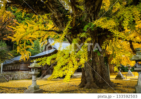 樹齢650年を超える見事な黄葉のイチョウから見る本殿 黄色い絨毯を添えて 岡山県真庭市「福田神社」 樹齢650年を超える見事な黄葉のイチョウから見る本殿 黄色い絨毯を添えて 岡山県真庭市「福田神社」 133592503