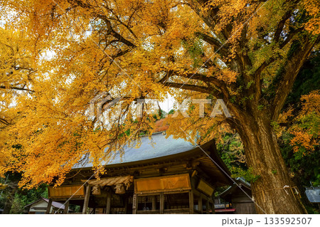 樹齢650年を超える見事な黄葉のイチョウから見る本殿　岡山県真庭市「福田神社」 133592507