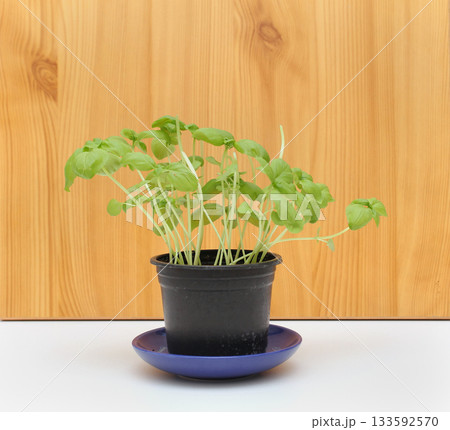 House plant 133592570