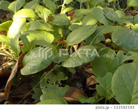 家庭菜園育成中の青梗菜 家庭菜園育成中の青梗菜 133592593