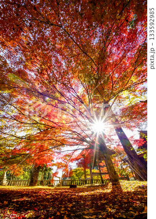 白蛇のいる木山寺の境内　燃えるような真っ赤な紅葉と黄色い銀杏　太陽の光を入れて　岡山県真庭市・木山寺 133592985