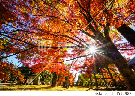 白蛇のいる木山寺の境内　燃えるような真っ赤な紅葉と黄色い銀杏　太陽の光を入れて　岡山県真庭市・木山寺 133592987