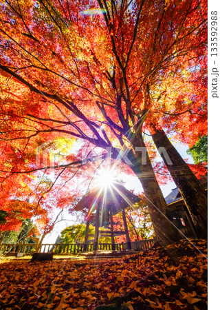 白蛇のいる木山寺の境内　燃えるような真っ赤な紅葉と黄色い銀杏　太陽の光を入れて　岡山県真庭市・木山寺 133592988