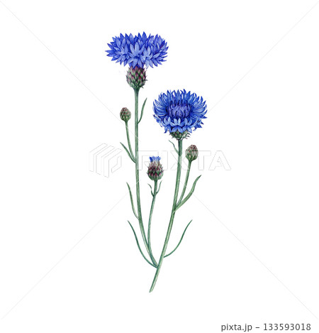 Blue cornflower wildflower with buds and leaves watercolor illustration. Hand drawn centaurea cyanus meadow flower vintage style botanical illustration. Bachelor's button plant on white background Blue cornflower wildflower with buds and leaves watercolor illustration. Hand drawn centaurea cyanus meadow flower vintage style botanical illustration. Bachelor's button plant on white background 133593018