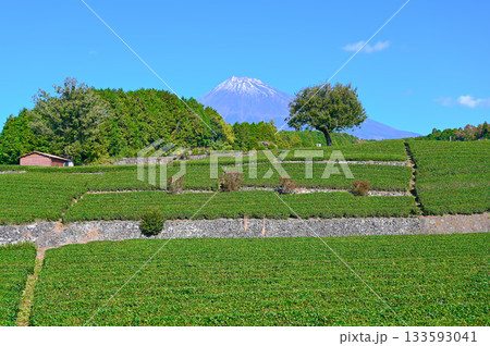 大淵笹場 茶畑 富士山 富士市 大淵笹場 茶畑 富士山 富士市 133593041