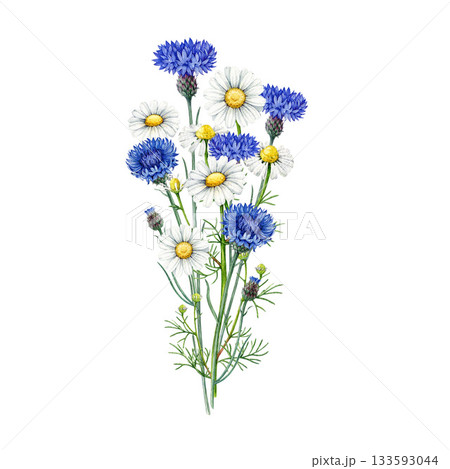 Chamomile flowers with cornflower wildflower bouquet watercolor illustration. Hand drawn vintage style illustration meadow flowers mix of daisies and blue cornflowers on white background Chamomile flowers with cornflower wildflower bouquet watercolor illustration. Hand drawn vintage style illustration meadow flowers mix of daisies and blue cornflowers on white background 133593044