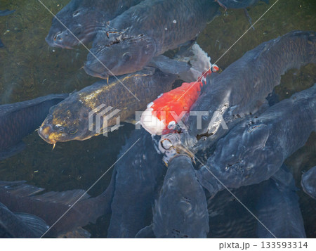 池で泳ぐたくさんの鯉 133593314