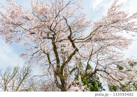 春の長野県白馬村　桜の名所　伝行山の徹然桜 133593482