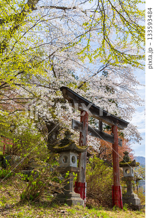 春の長野県白馬村 桜の名所 伝行山 春の長野県白馬村 桜の名所 伝行山 133593484