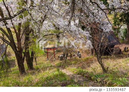 春の長野県白馬村　桜の名所　伝行山 133593487