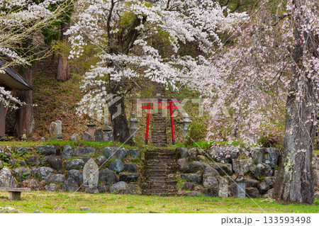 春の長野県白馬村　桜の名所　伝行山の徹然桜 133593498