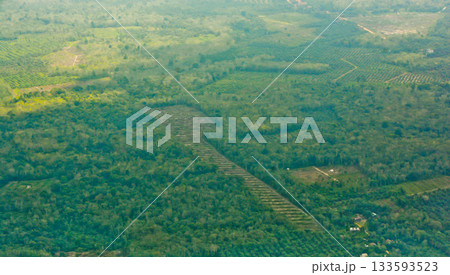 view from the sky of a palm oil plantation view from the sky of a palm oil plantation 133593523