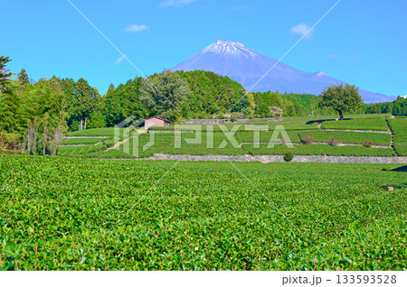 大淵笹場　茶畑　富士山　富士市 133593528