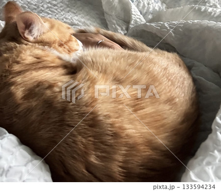 An Indonesian domestic cat with a sleek coat and playful personality, lounging in a sunny spot. Perfect for pet photography, showcasing the charm and beauty of local feline companions at home. 133594234