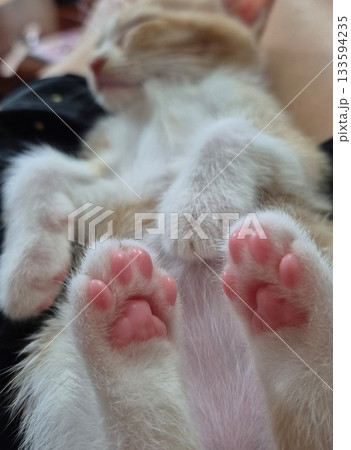 An Indonesian domestic cat with a sleek coat and playful personality, lounging in a sunny spot. Perfect for pet photography, showcasing the charm and beauty of local feline companions at home. 133594235