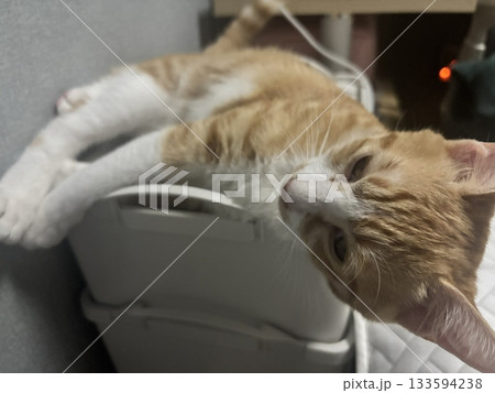 An Indonesian domestic cat with a sleek coat and playful personality, lounging in a sunny spot. Perfect for pet photography, showcasing the charm and beauty of local feline companions at home. 133594238