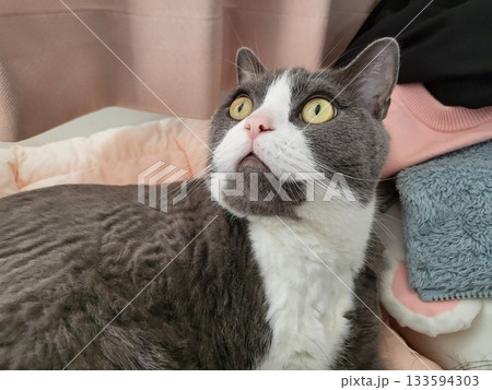 Charming and chubby Indonesian cat playfully exploring the outdoors, with fluffy fur and a curious expression. Full of energy and joy, perfect for cat lovers who enjoy watching playful, happy moments! 133594303