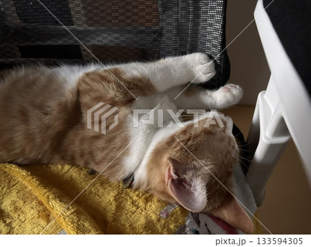 Charming and chubby Indonesian cat playfully exploring the outdoors, with fluffy fur and a curious expression. Full of energy and joy, perfect for cat lovers who enjoy watching playful, happy moments! 133594305
