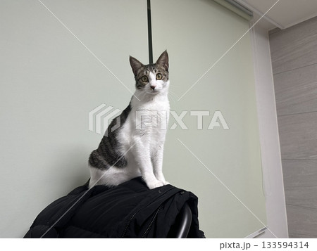 Charming and chubby Indonesian cat playfully exploring the outdoors, with fluffy fur and a curious expression. Full of energy and joy, perfect for cat lovers who enjoy watching playful, happy moments! 133594314
