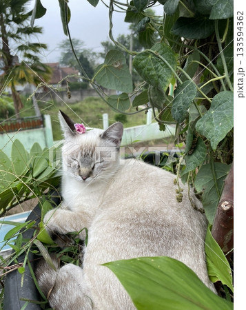 Charming and chubby Indonesian cat playfully exploring the outdoors, with fluffy fur and a curious expression. Full of energy and joy, perfect for cat lovers who enjoy watching playful, happy moments! Charming and chubby Indonesian cat playfully exploring the outdoors, with fluffy fur and a curious expression. Full of energy and joy, perfect for cat lovers who enjoy watching playful, happy moments! 133594362