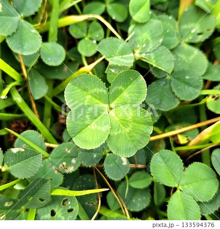 A vibrant green four-leaf clover, symbolizing luck and rare beauty. Perfect for themes of nature, good fortune, or unique finds. A timeless icon of positivity and charm. A vibrant green four-leaf clover, symbolizing luck and rare beauty. Perfect for themes of nature, good fortune, or unique finds. A timeless icon of positivity and charm. 133594376