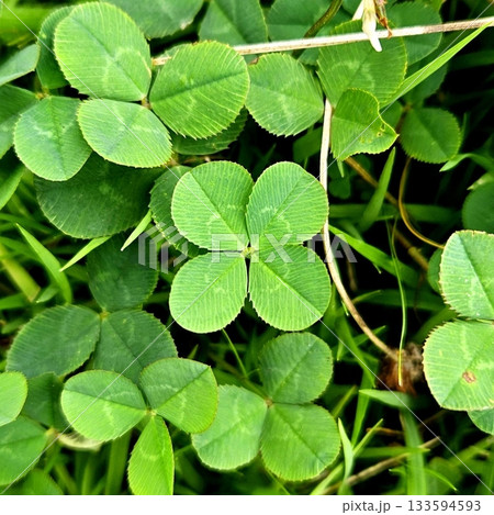 A vibrant green four-leaf clover, symbolizing luck and rare beauty. Perfect for themes of nature, good fortune, or unique finds. A timeless icon of positivity and charm. 133594593
