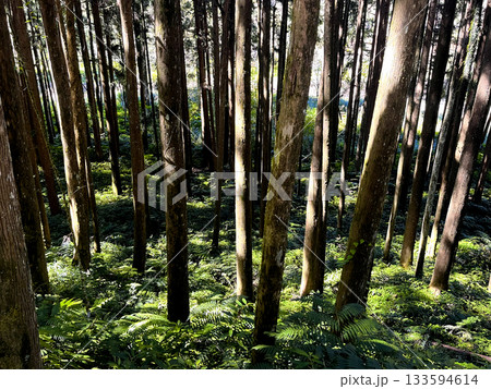 自然 天然 ナチュラル 133594614