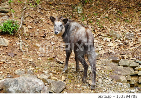 気仙沼大島神社のカモシカ 133594788