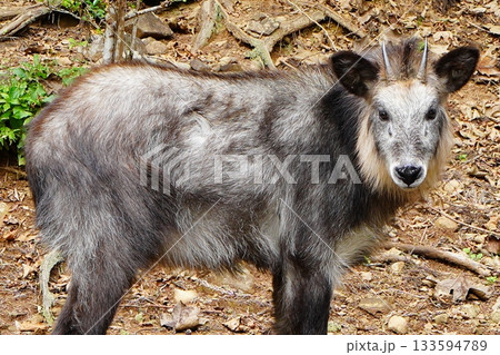気仙沼大島神社のカモシカ 133594789