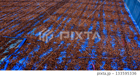 close-up photo of coffee beans in the drying process close-up photo of coffee beans in the drying process 133595336