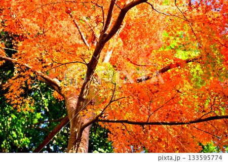 神代植物公園の赤や黄色に染まった紅葉の風景 133595774