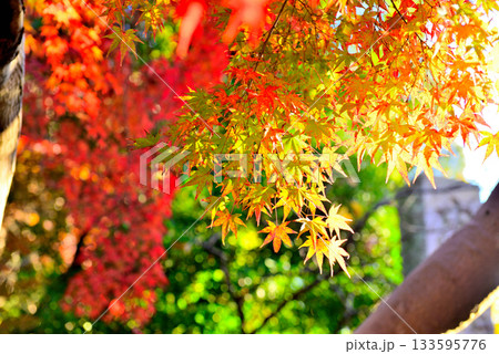 神代植物公園の赤や黄色に染まった紅葉の風景 133595776