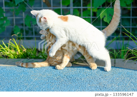 無人 猫 ねこ 133596147