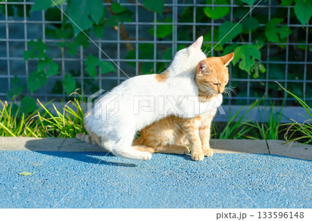 無人 猫 ねこ 133596148