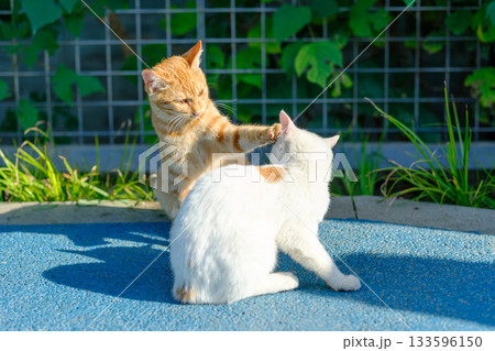 無人 猫 ねこ 133596150