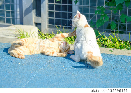無人 猫 ねこ 133596151