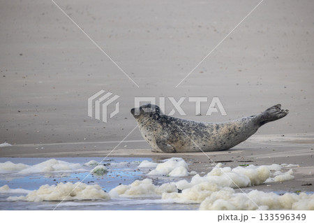 Eierland, De Cocksdorp, Texel, The Netherlands, Oktober 28th, 2024, A Relaxing Seal on a Sunny Sandy 133596349
