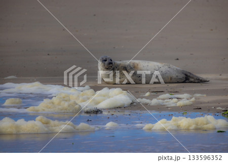 A Harbor Seal Enjoying a Relaxing Rest on the Warm Beach Beside Gentle Waves and Sunlight A Harbor Seal Enjoying a Relaxing Rest on the Warm Beach Beside Gentle Waves and Sunlight 133596352