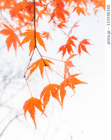 神戸市東灘区の保久良神社の参道の紅葉 133596388
