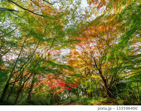 神戸市東灘区の保久良神社の参道の紅葉 神戸市東灘区の保久良神社の参道の紅葉 133596400