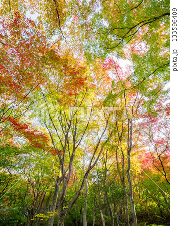 神戸市東灘区の保久良神社の参道の紅葉 神戸市東灘区の保久良神社の参道の紅葉 133596409