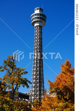 マリンタワーと紅葉したイチョウの木 133596466