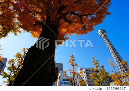 マリンタワーと紅葉したイチョウの木 133596467