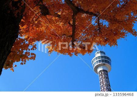 マリンタワーと紅葉したイチョウの木 133596468
