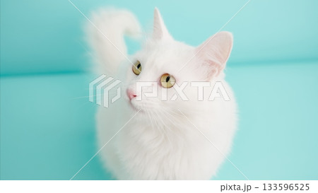 White turkish angora cat looking up on turquoise background 133596525