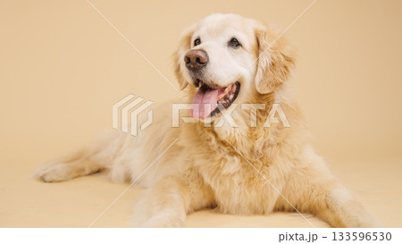 Golden retriever lying down and panting on beige background Golden retriever lying down and panting on beige background 133596530